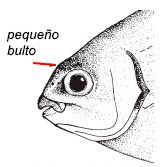 Kyphosus sectatrix_clavesd.jpg